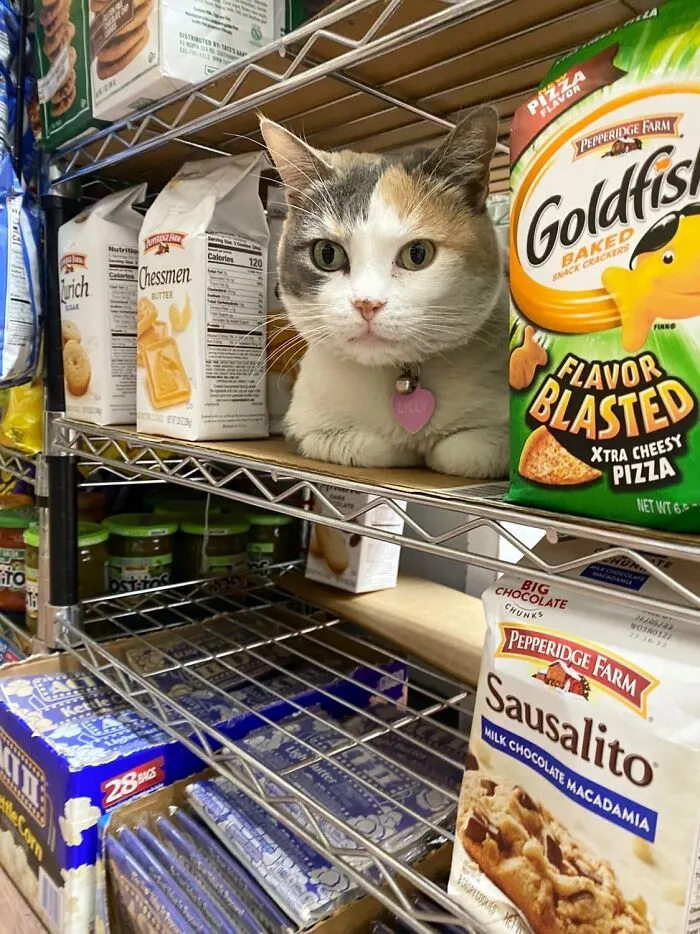 Esta cuenta de Twitter colecciona fotos de gatos en tiendecitas actuando como si fueran los dueños (50 fotos nuevas)