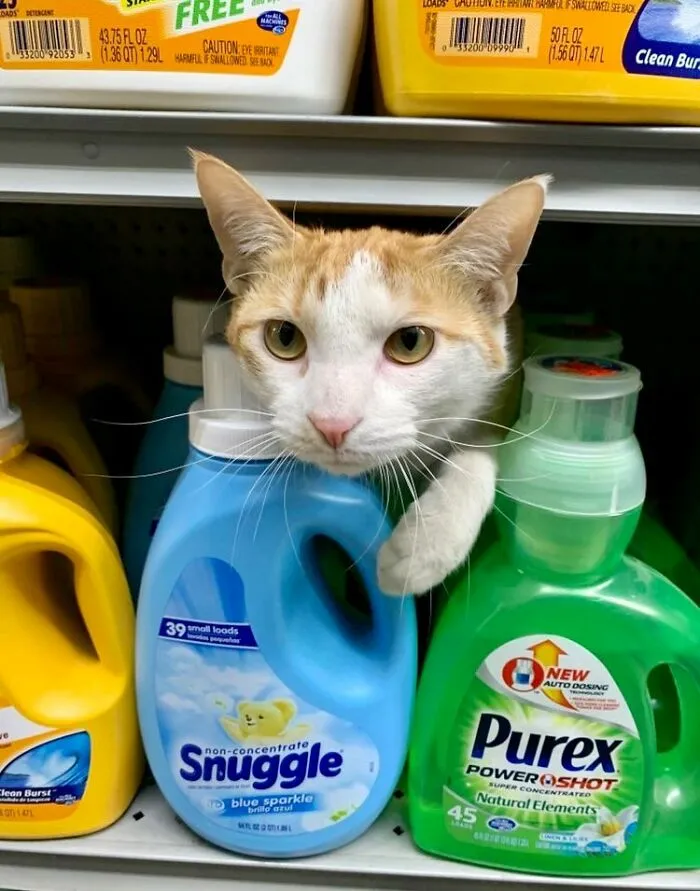 Esta cuenta de Twitter colecciona fotos de gatos en tiendecitas actuando como si fueran los dueños (50 fotos nuevas)