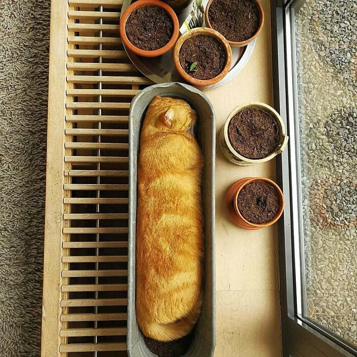 This Twitter Account Collects Photos Of Cats In Small Shops Looking Like They Own The Place (50 New Pics)