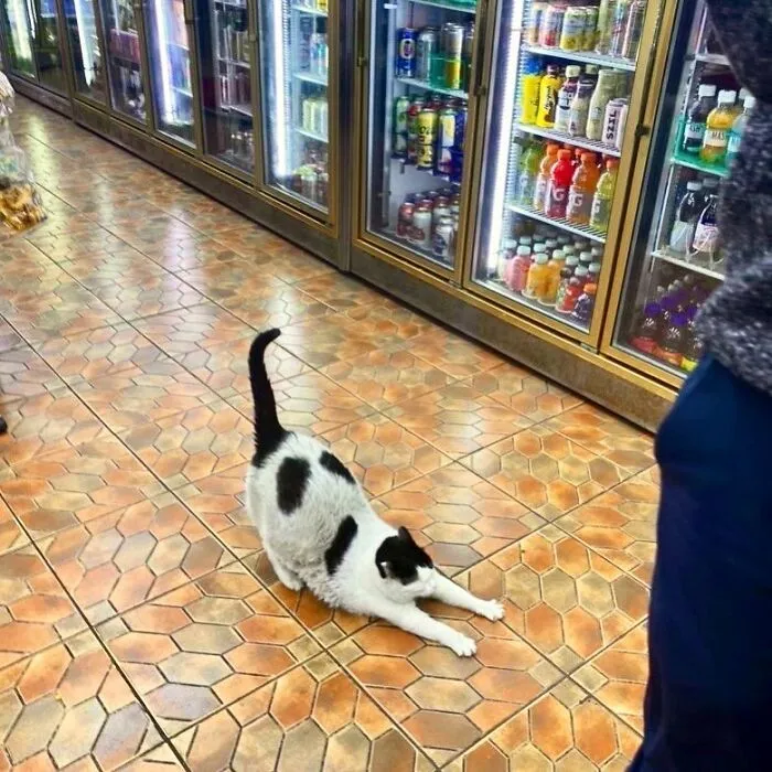 Esta cuenta de Twitter colecciona fotos de gatos en tiendecitas actuando como si fueran los dueños (50 fotos nuevas)