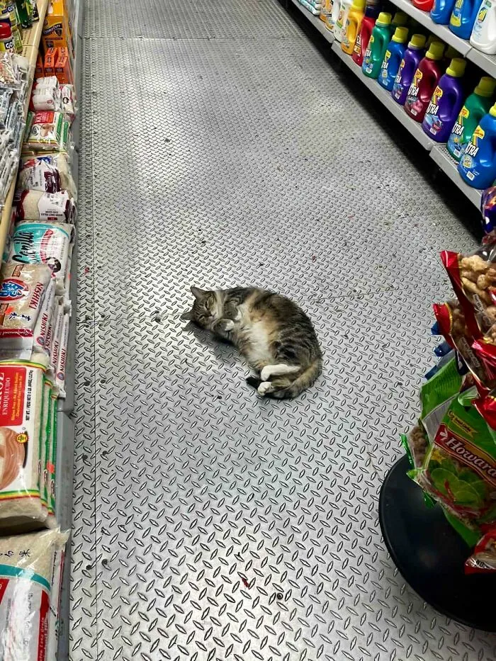 Esta cuenta de Twitter colecciona fotos de gatos en tiendecitas actuando como si fueran los dueños (50 fotos nuevas)