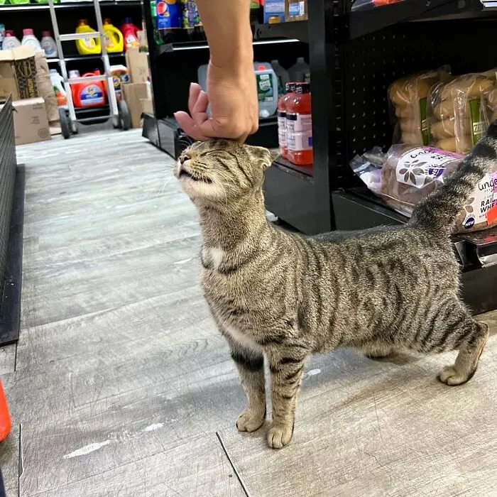Esta cuenta de Twitter colecciona fotos de gatos en tiendecitas actuando como si fueran los dueños (50 fotos nuevas)