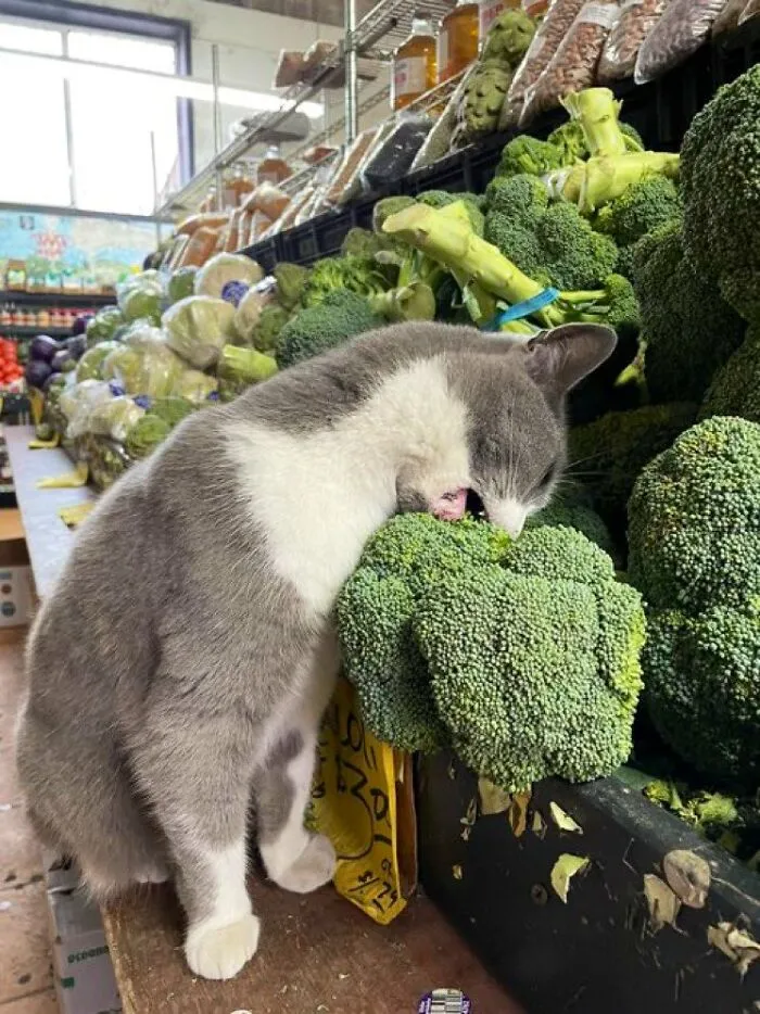 This Twitter Account Collects Photos Of Cats In Small Shops Looking Like They Own The Place (50 New Pics)