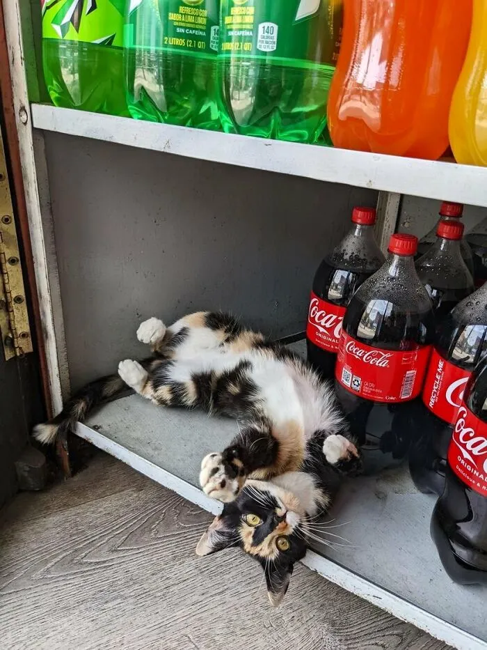 This Twitter Account Collects Photos Of Cats In Small Shops Looking Like They Own The Place (50 New Pics)