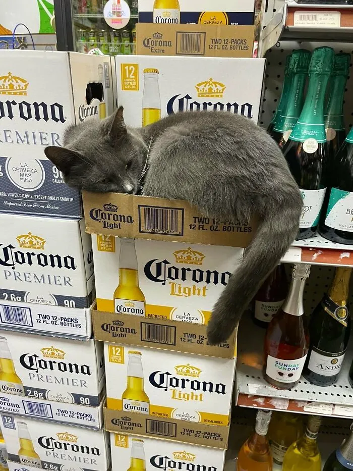 Esta cuenta de Twitter colecciona fotos de gatos en tiendecitas actuando como si fueran los dueños (50 fotos nuevas)