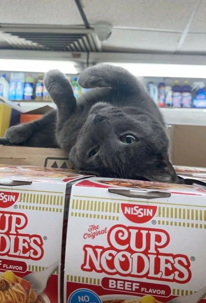 Esta cuenta de Twitter colecciona fotos de gatos en tiendecitas actuando como si fueran los dueños (50 fotos nuevas)