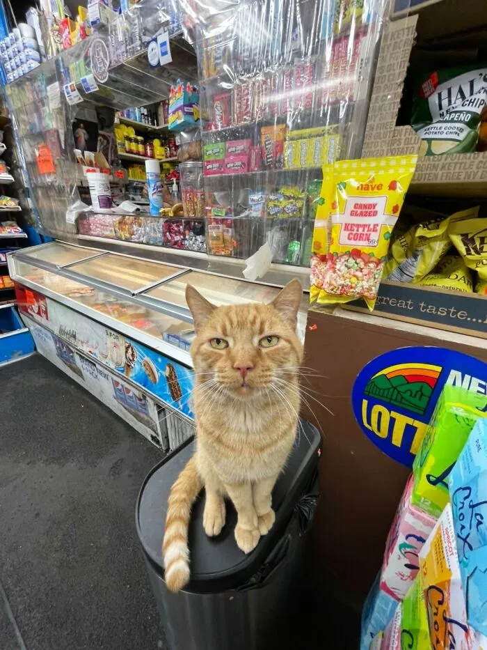 Esta cuenta de Twitter colecciona fotos de gatos en tiendecitas actuando como si fueran los dueños (50 fotos nuevas)