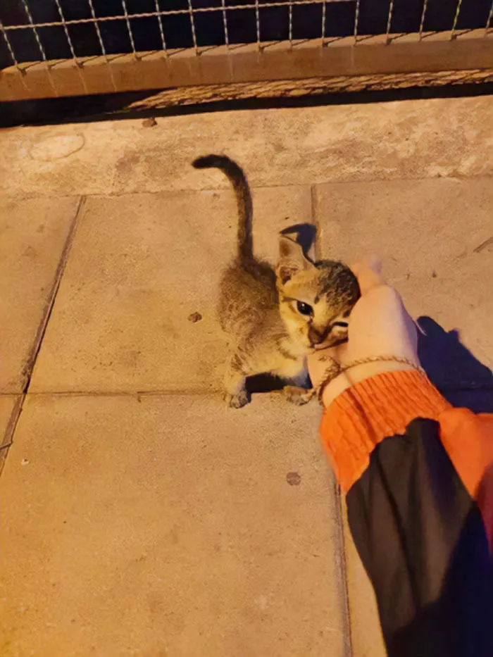 Esta cuenta de Twitter colecciona fotos de gatos en tiendecitas actuando como si fueran los dueños (50 fotos nuevas)