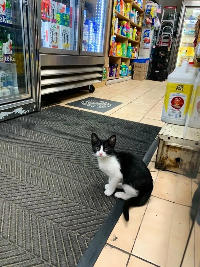 Esta cuenta de Twitter colecciona fotos de gatos en tiendecitas actuando como si fueran los dueños (50 fotos nuevas)