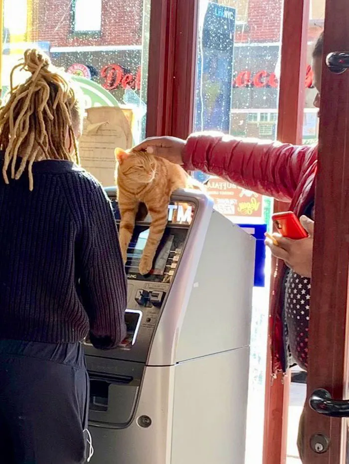 Esta cuenta de Twitter colecciona fotos de gatos en tiendecitas actuando como si fueran los dueños (50 fotos nuevas)