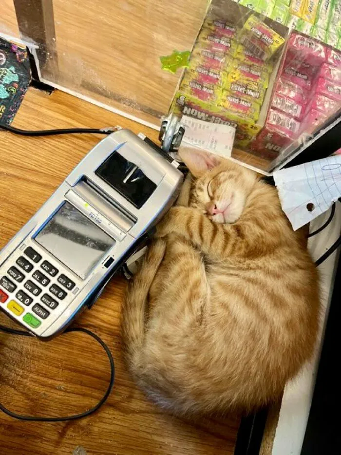 Esta cuenta de Twitter colecciona fotos de gatos en tiendecitas actuando como si fueran los dueños (50 fotos nuevas)