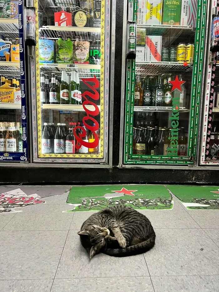 Esta cuenta de Twitter colecciona fotos de gatos en tiendecitas actuando como si fueran los dueños (50 fotos nuevas)