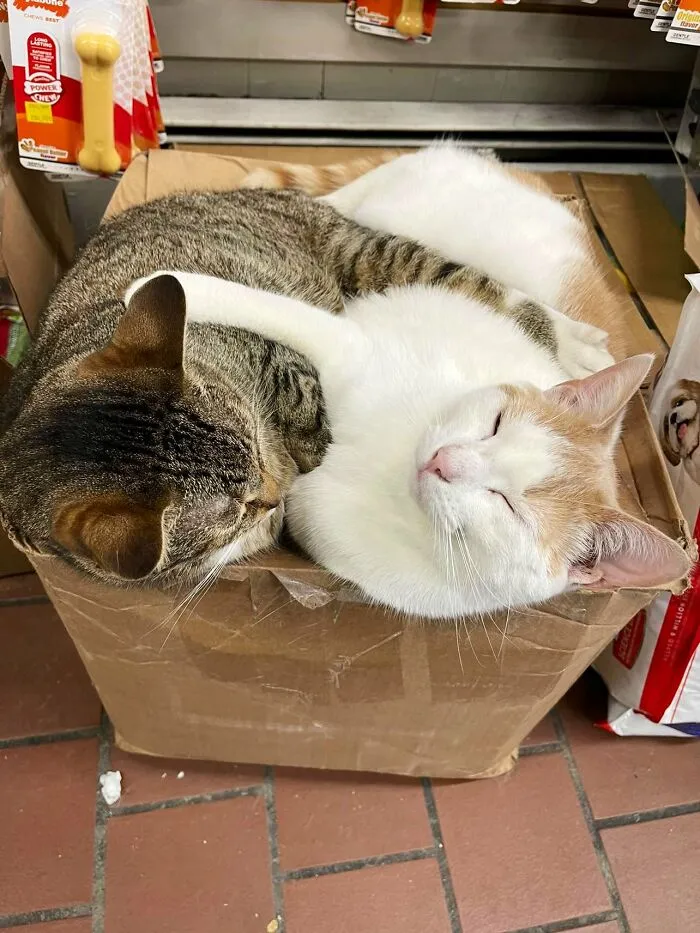 Esta cuenta de Twitter colecciona fotos de gatos en tiendecitas actuando como si fueran los dueños (50 fotos nuevas)