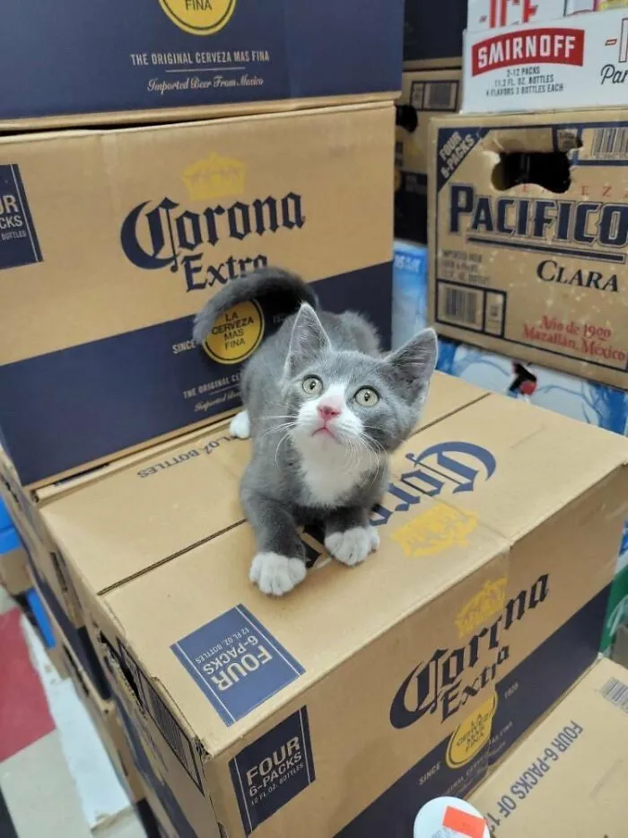 Esta cuenta de Twitter colecciona fotos de gatos en tiendecitas actuando como si fueran los dueños (50 fotos nuevas)