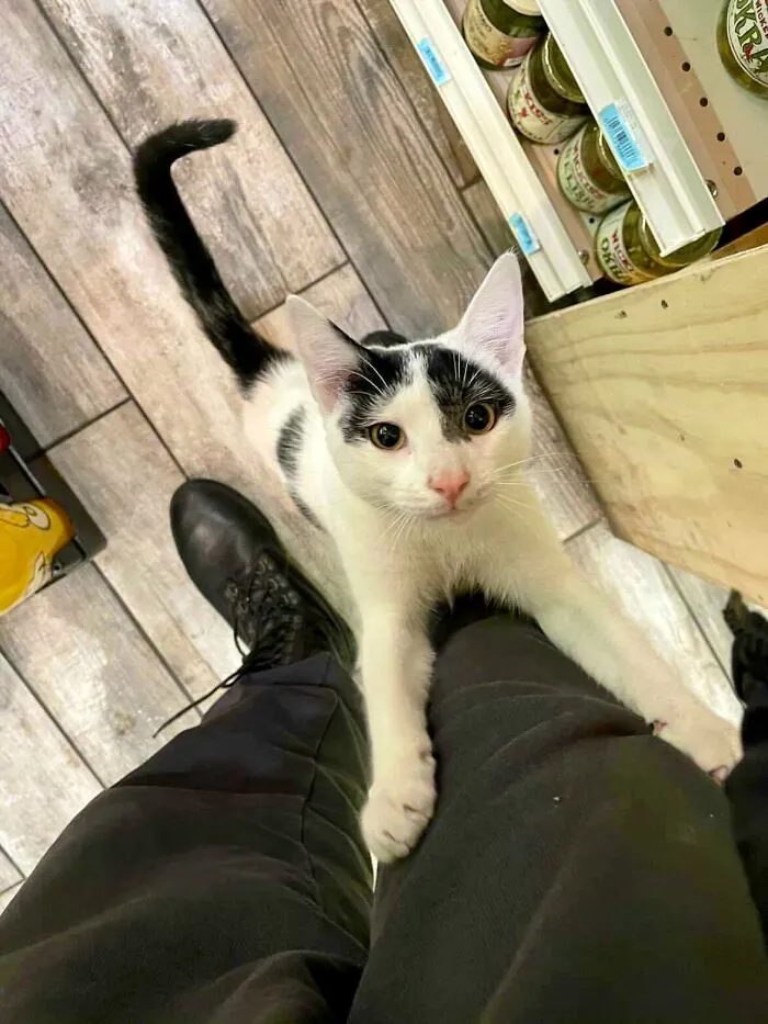 Esta cuenta de Twitter colecciona fotos de gatos en tiendecitas actuando como si fueran los dueños (50 fotos nuevas)