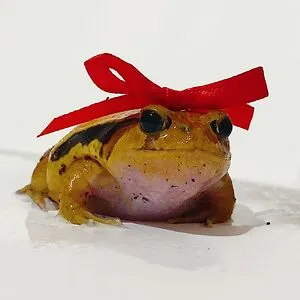 Giftfroggo (They/Them)