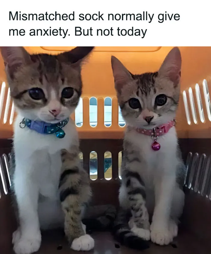 50 Wholesome Pics To Heal Your Soul That Are Heckin’ Awesome