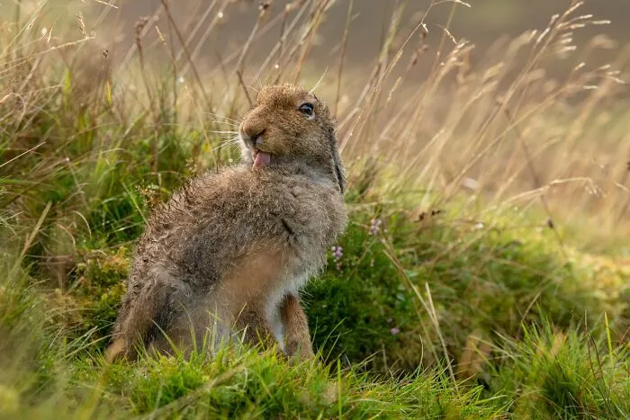 The Best 65  Wildlife Photos Revealed In The 2022 Wildart Photographer Of The Year Contest
