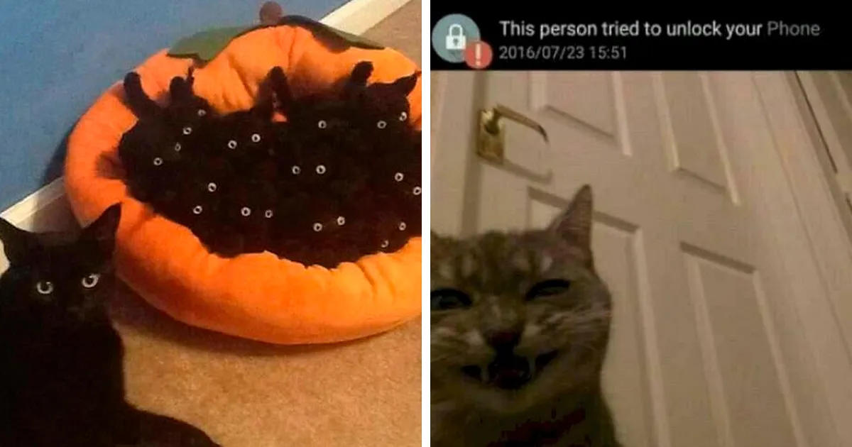 27 Gatos que comparten una sola neurona y cuyas fotos acabaron en twitter