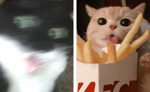 "Cats Who Share One Braincell": 50 Times Cats Acted So Dorky, Their Pics Ended Up On This Twitter Page