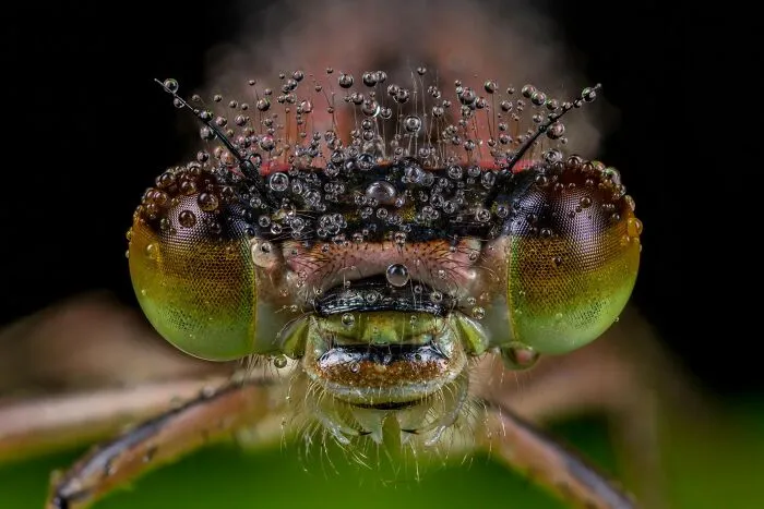 The Best 65 Wildlife Photos Revealed In The 2022 Wildart Photographer Of The Year Contest