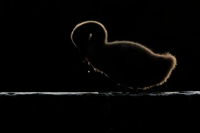 The Best 65 Wildlife Photos Revealed In The 2022 Wildart Photographer Of The Year Contest