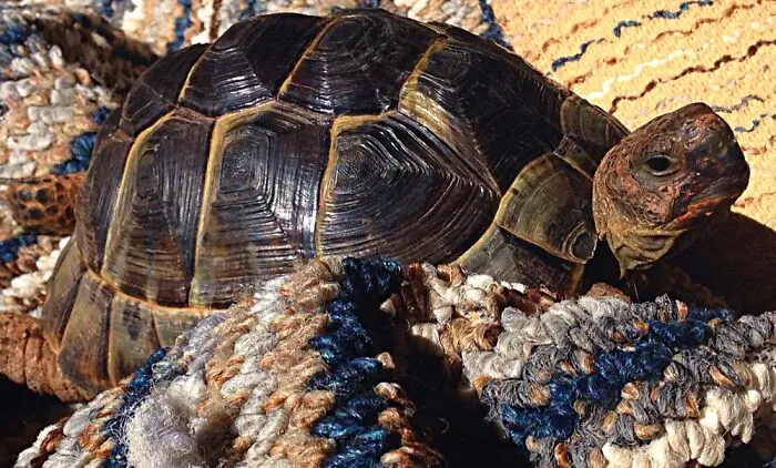 Hermann The Tortoise 2010 - First Picture On An iPhone