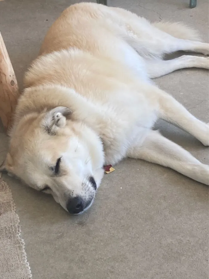 Aspen The Pyrador