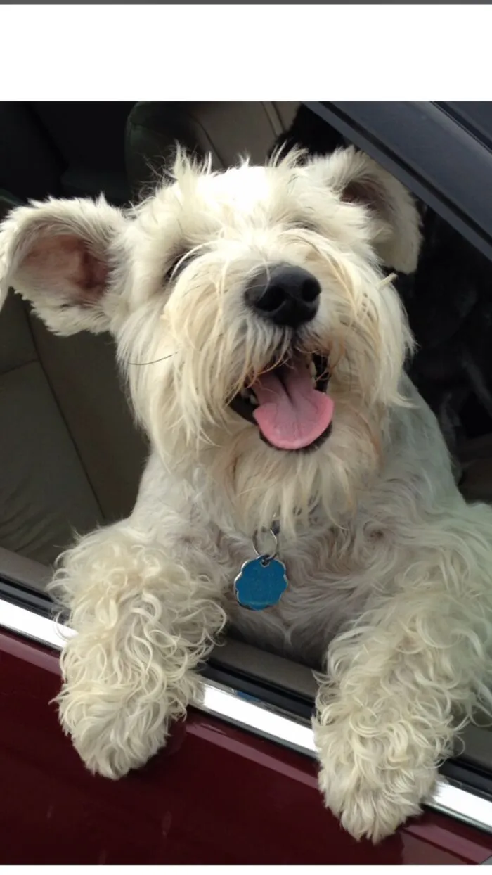Hey Pandas! Post A Pic Of Your Pet(S) Being The Most Wholesome Thing On Earth, And Explain The Photo