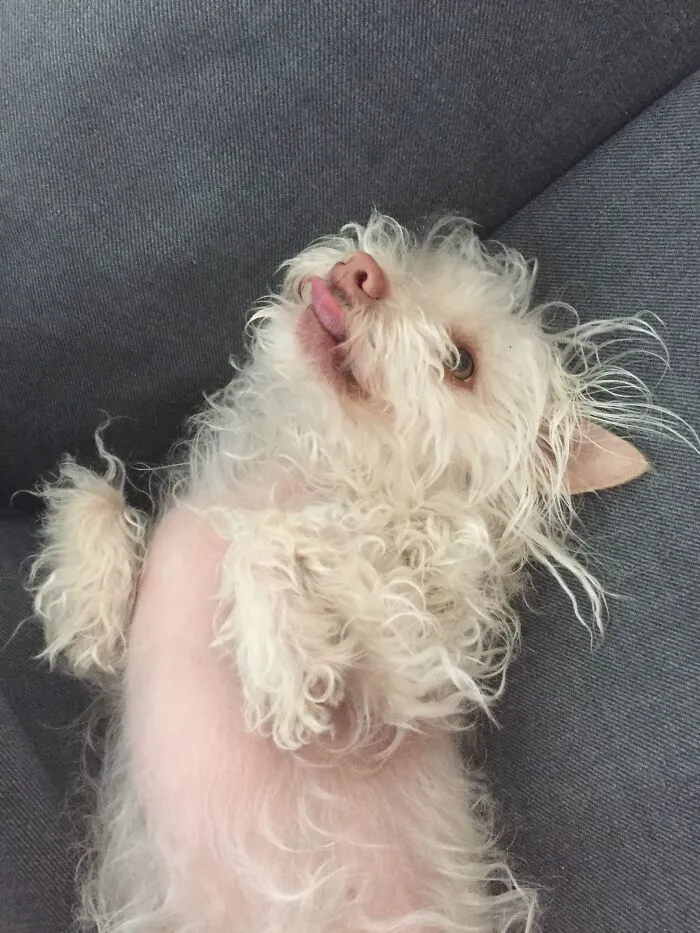 My Sweet Silly Dog, Biscuit