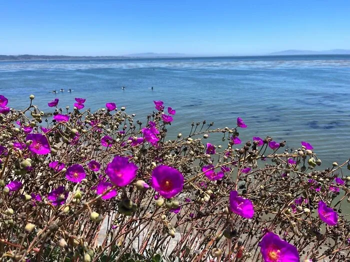 Santa Cruz, Ca