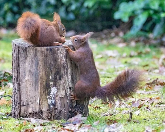 Backyard Visitors