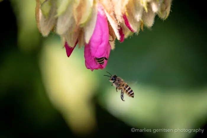 Bees