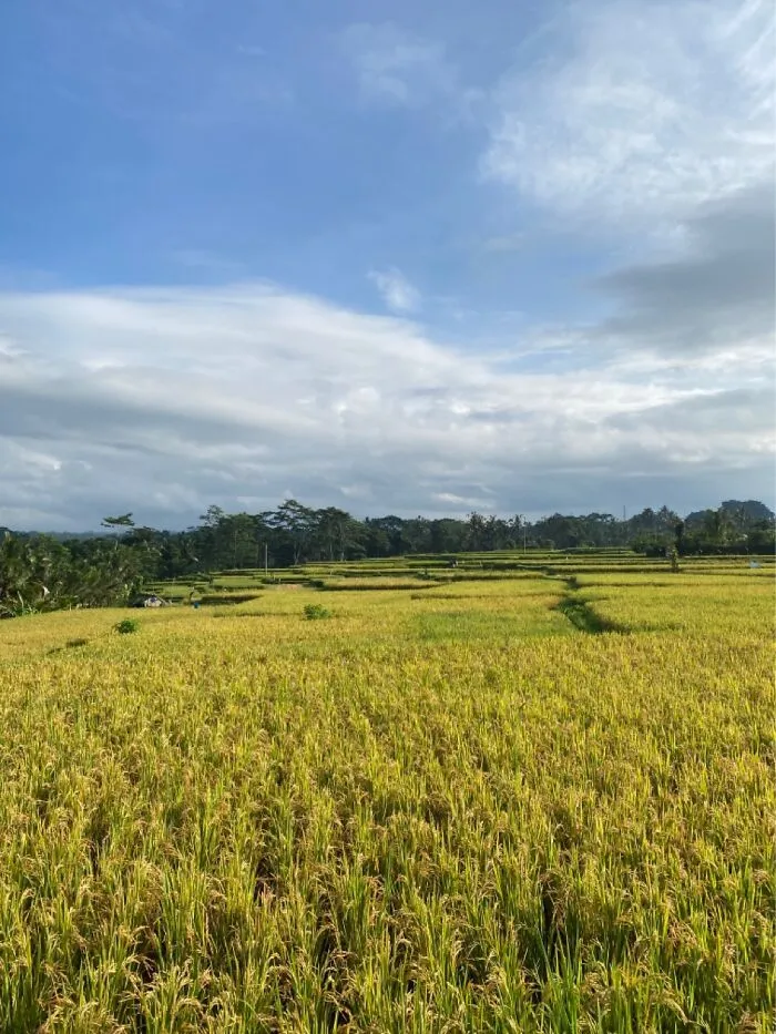 Ubud, Bali