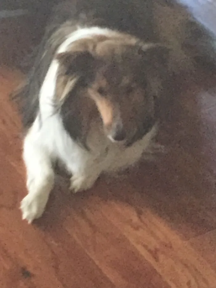 Good Boi, Bad Camera