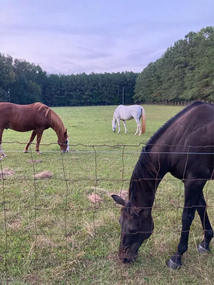 Ombré Of Horses.