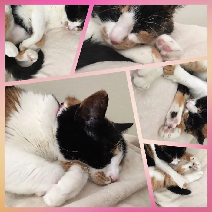 Hey Pandas, Cats Or Dogs?