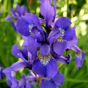 Iris