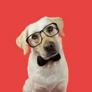 doggy_insane_