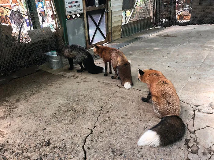 So I Was In Zao Fox Village That Are Located In Japan, And I Saw Those Foxes That Waits For Their Water