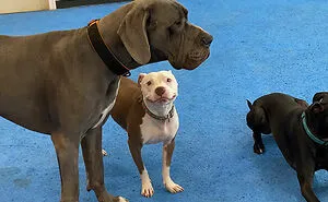 50 Wholesome Animal Pics To Give You Some Serious Animal Therapy (New Pics)