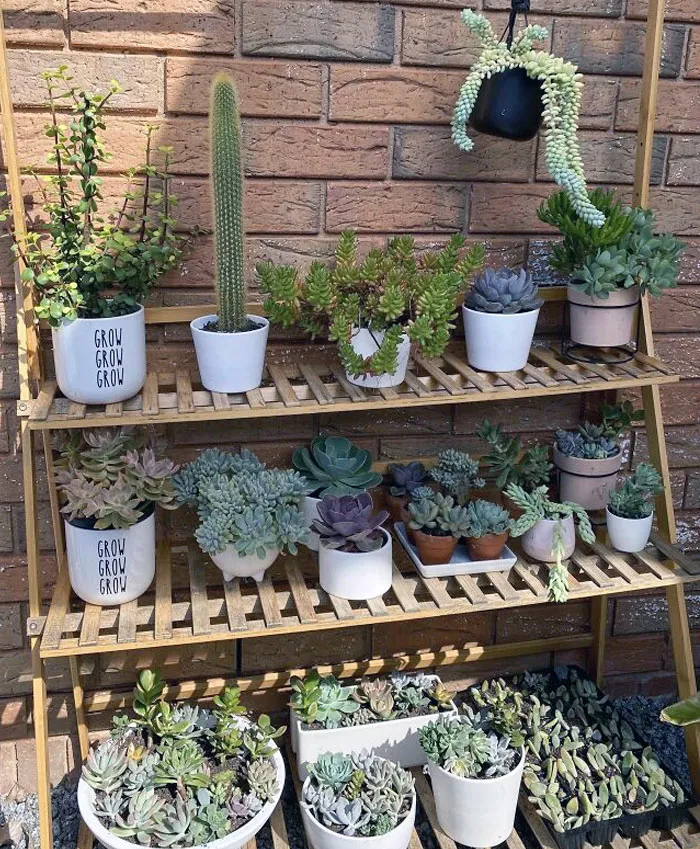 Tengo casi 14 años, y he estado coleccionando suculentas y plantas de interior durante alrededor de tres años. Aquí están: