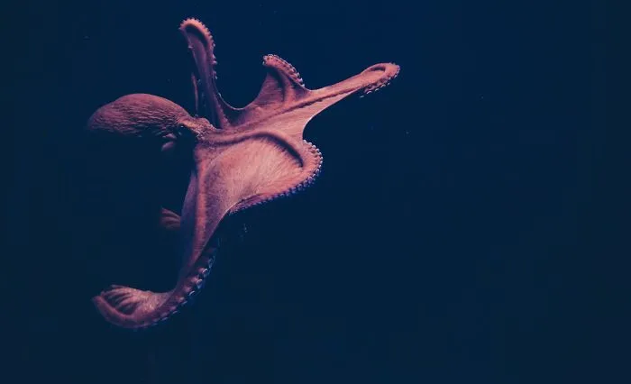30 ‘Horror Stories’ From Sailors, Scuba Divers, And Surfers Who Have Seen Things In The Ocean They Wish They Could Forget