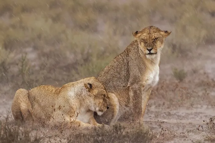 The Best 65  Wildlife Photos Revealed In The 2022 Wildart Photographer Of The Year Contest