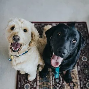 Dog People