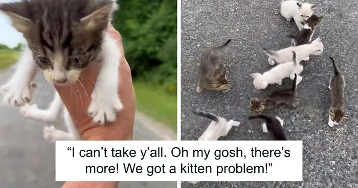 Man ‘Ambushed’ By Kittens As He Stops On The Side Of The Road To Rescue One