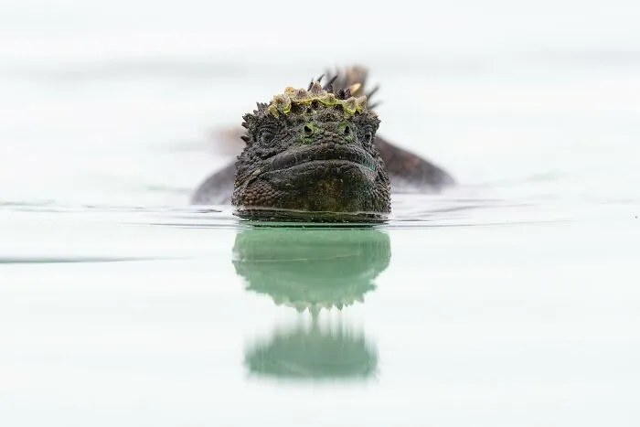 The Best 65 Wildlife Photos Revealed In The 2022 Wildart Photographer Of The Year Contest