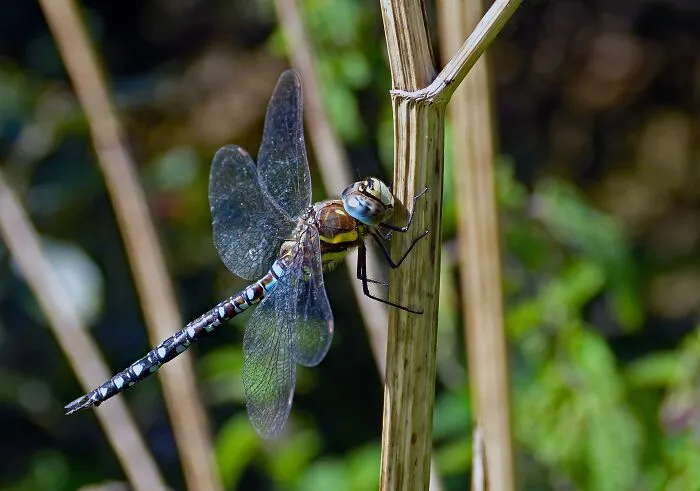 35 Interesting And Weird Animal Facts Not Too Many People Know