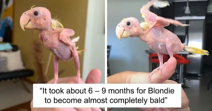 Meet Blondie, An Adorable Bird From Venezuela That Is Living With PBF Disease But Still Enjoying His Life