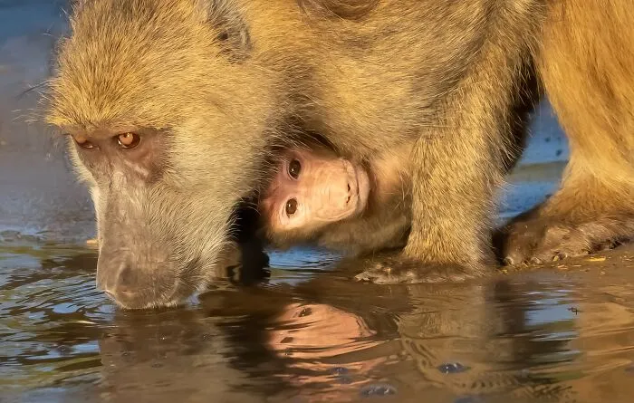 The Best 65  Wildlife Photos Revealed In The 2022 Wildart Photographer Of The Year Contest